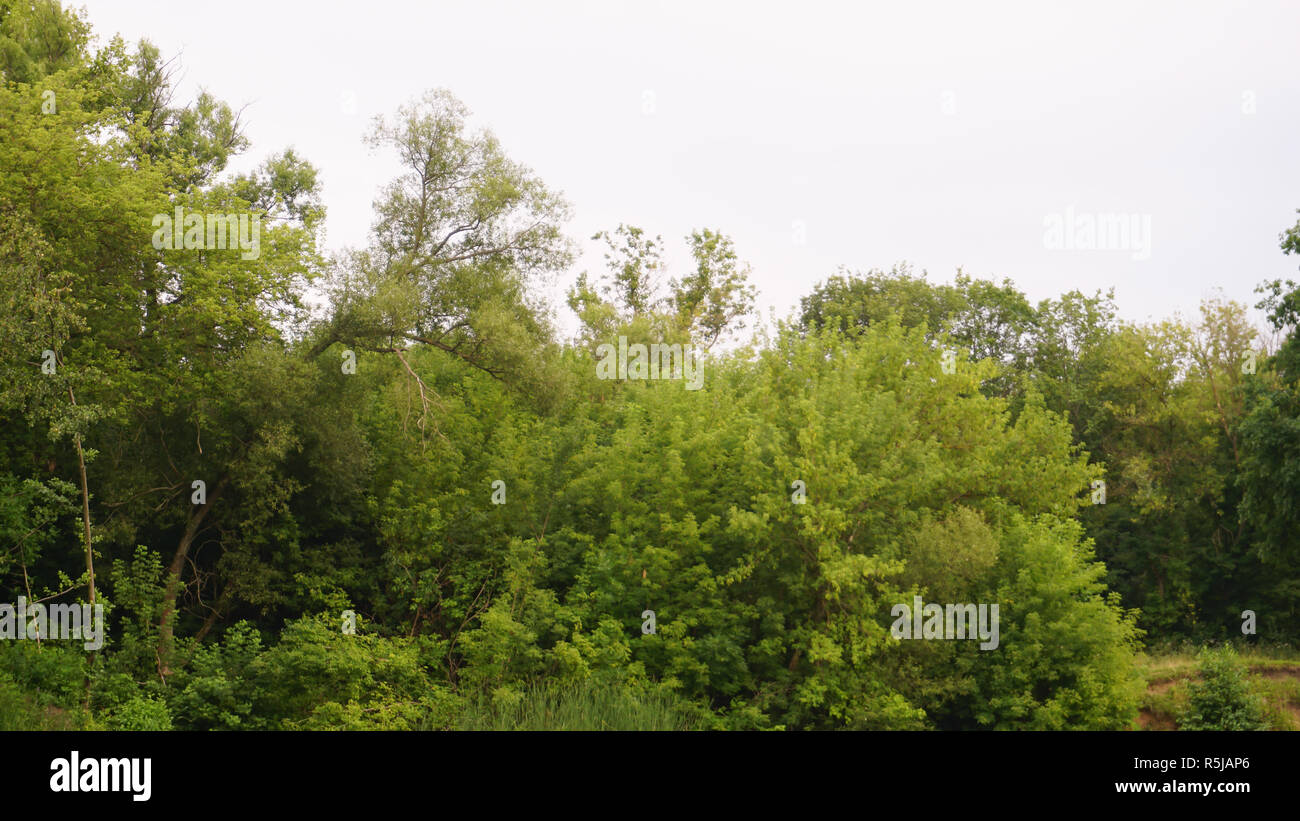 the tops of green trees by the river Stock Photo