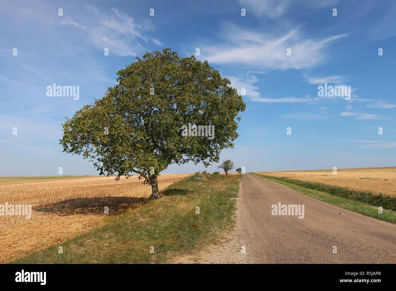 Lonely trees in the empty countryside of Aube Champagne France Stock Photo