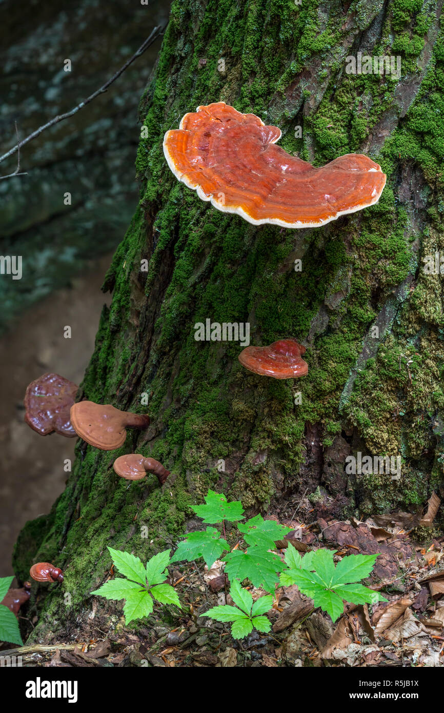 Hemlock Varnish Shelf Is A Shiny Mushroom Fungus Found Growing In The Woods Of The American Midwest Stock Photo Alamy