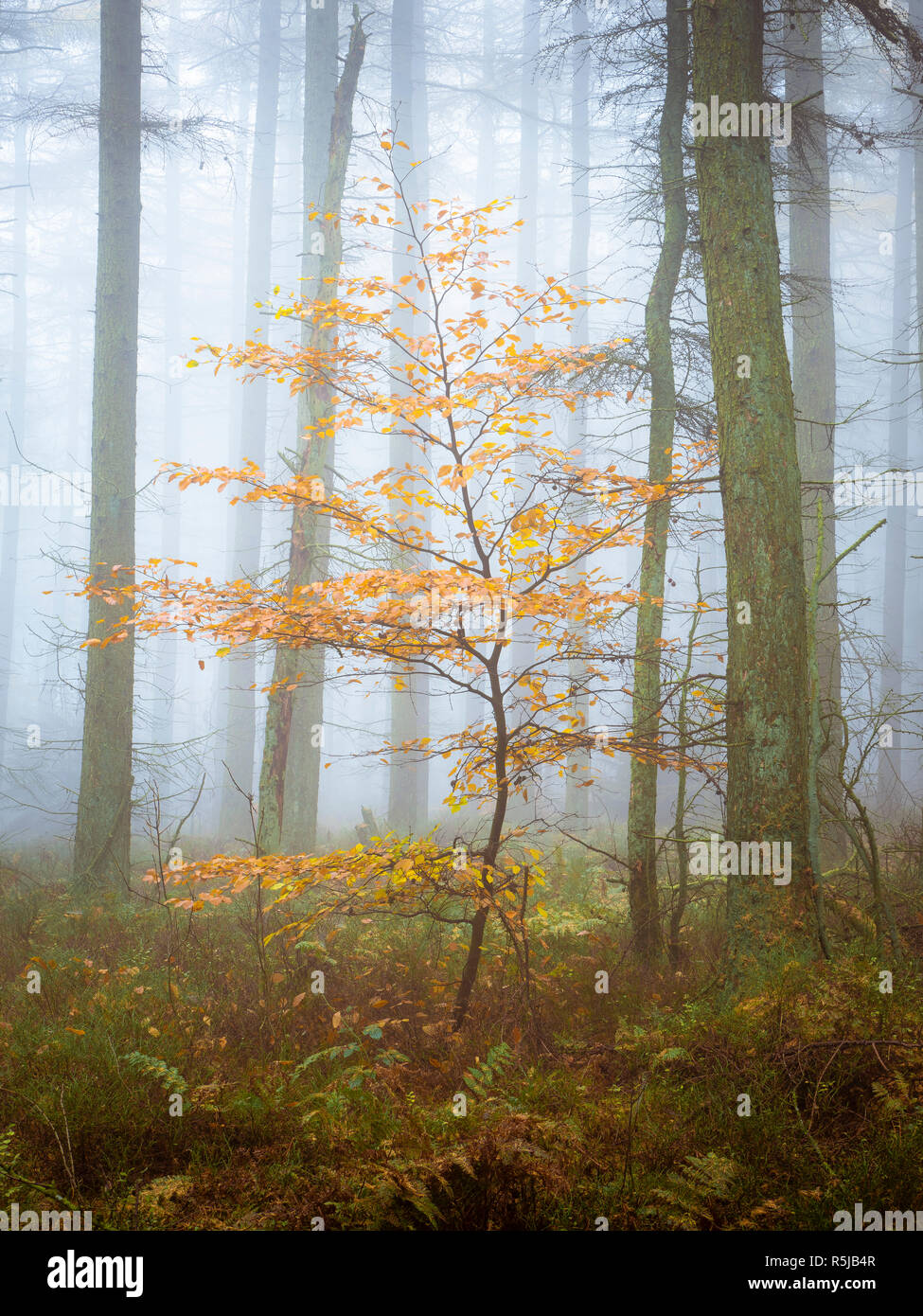 One of the last trees with yellow leaves left in a misty woodland. Stock Photo