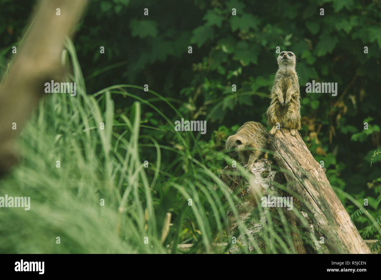 Meerkats on lookout Stock Photo