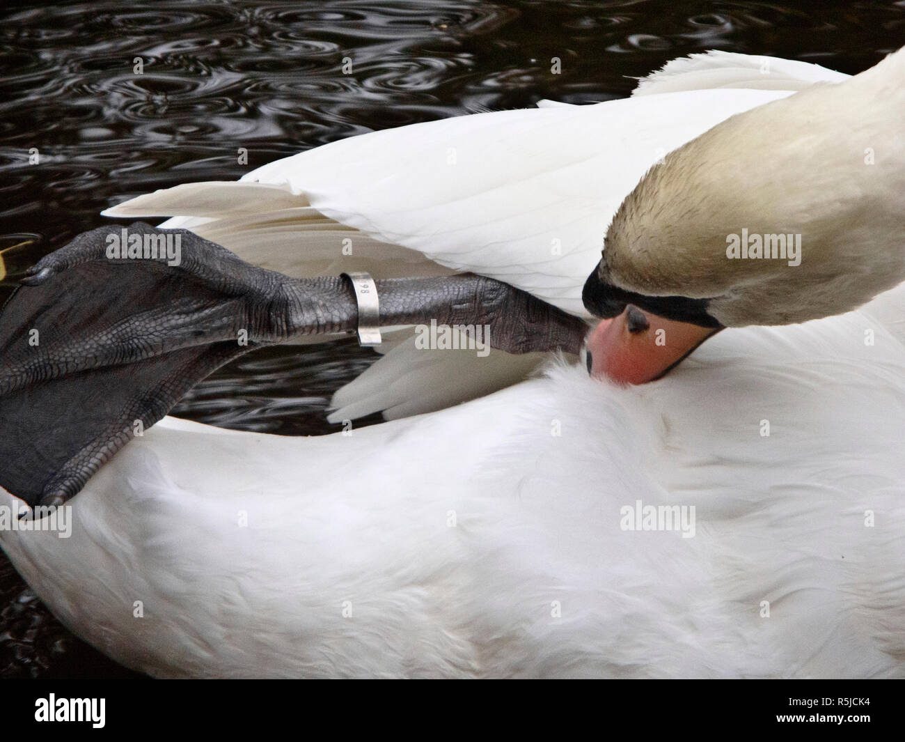 Id ring birds leg hires stock photography and images Alamy