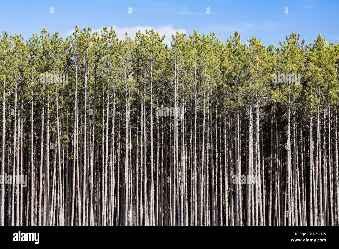 A dense stand of tall pines reaches toward a blue sky in the north woods of Michigan's Upper Peninsula. Stock Photo