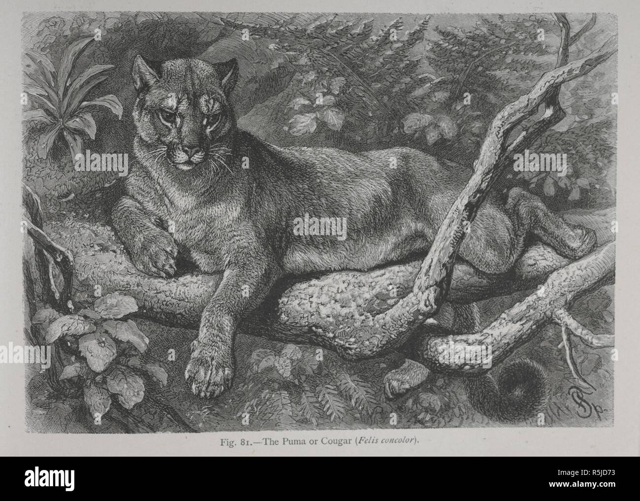 The Puma or Cougar. The Geographical Distribution of Animals, with a study of the relations of living and extinct faunas as elucidating the past changes of the earth's surface. ... . London, 1876. Source: 07209.dd.1 fig.81. Author: WALLACE, ALFRED RUSSEL. Stock Photo