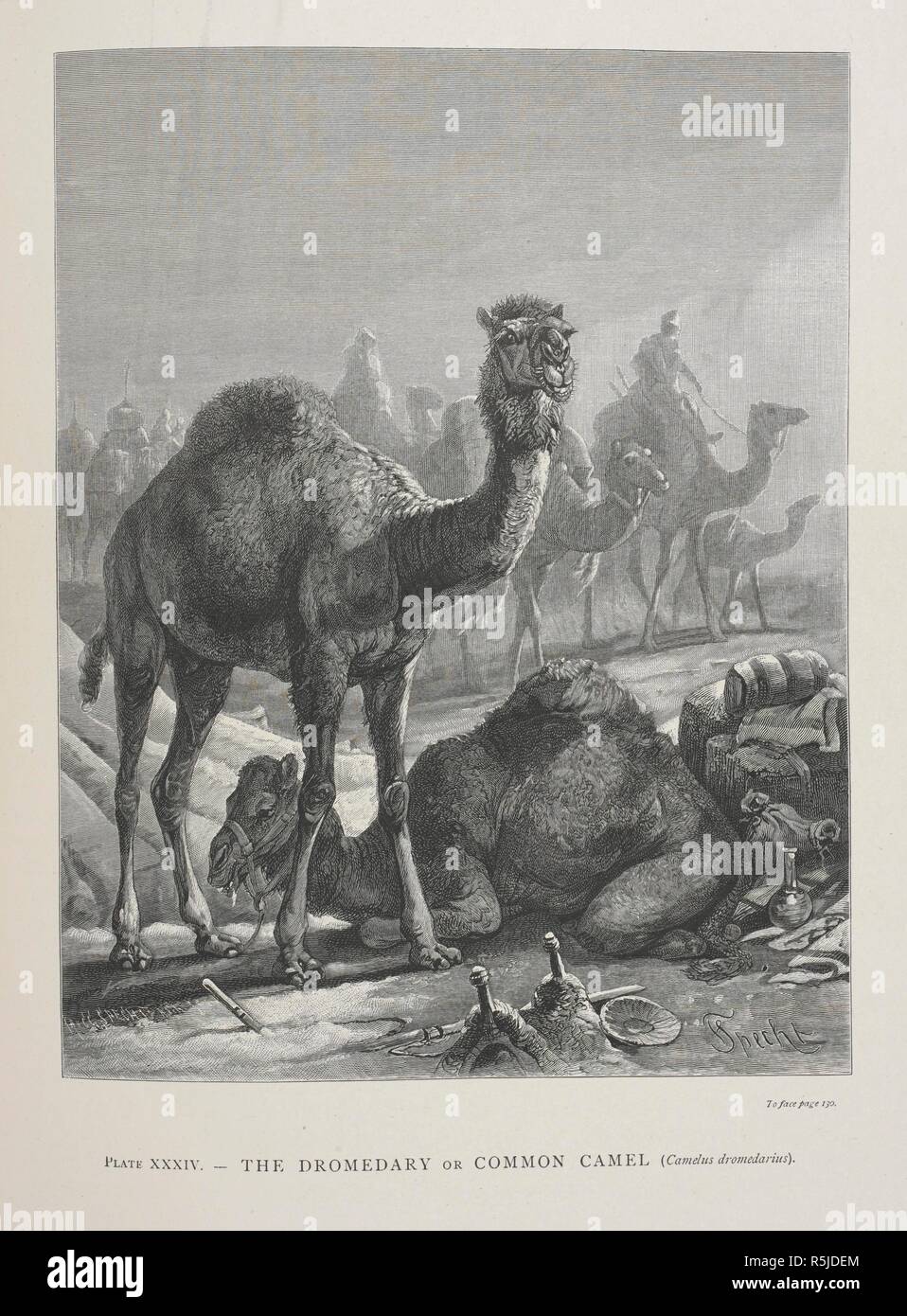 The Dromedary or Common Camel. The Geographical Distribution of Animals, with a study of the relations of living and extinct faunas as elucidating the past changes of the earth's surface. ... . London, 1876. Source: 07209.dd.1 plate XXXIV. Author: WALLACE, ALFRED RUSSEL. Stock Photo