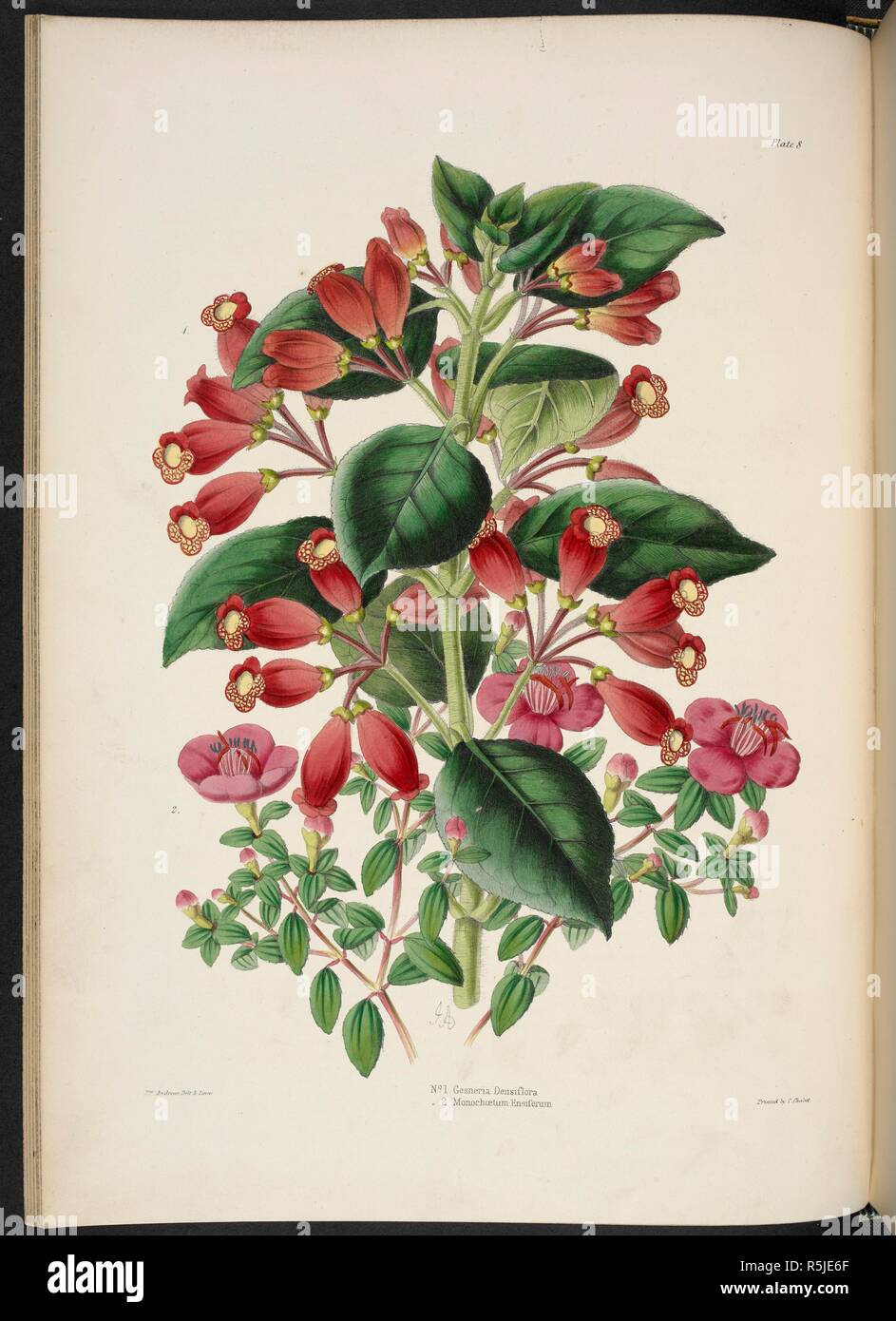 Gesnera (Moussonia) Denisflora. (Fig.1) MonochÃ¦tum Ensiferum (Naudin.) Fig.2). The Illustrated Bouquet, consisting of figures, with descriptions of new flowers. London, 1857-64. Source: 1823.c.13 plate 8. Author: Henderson, Edward George. Andrews, Jas. Stock Photo