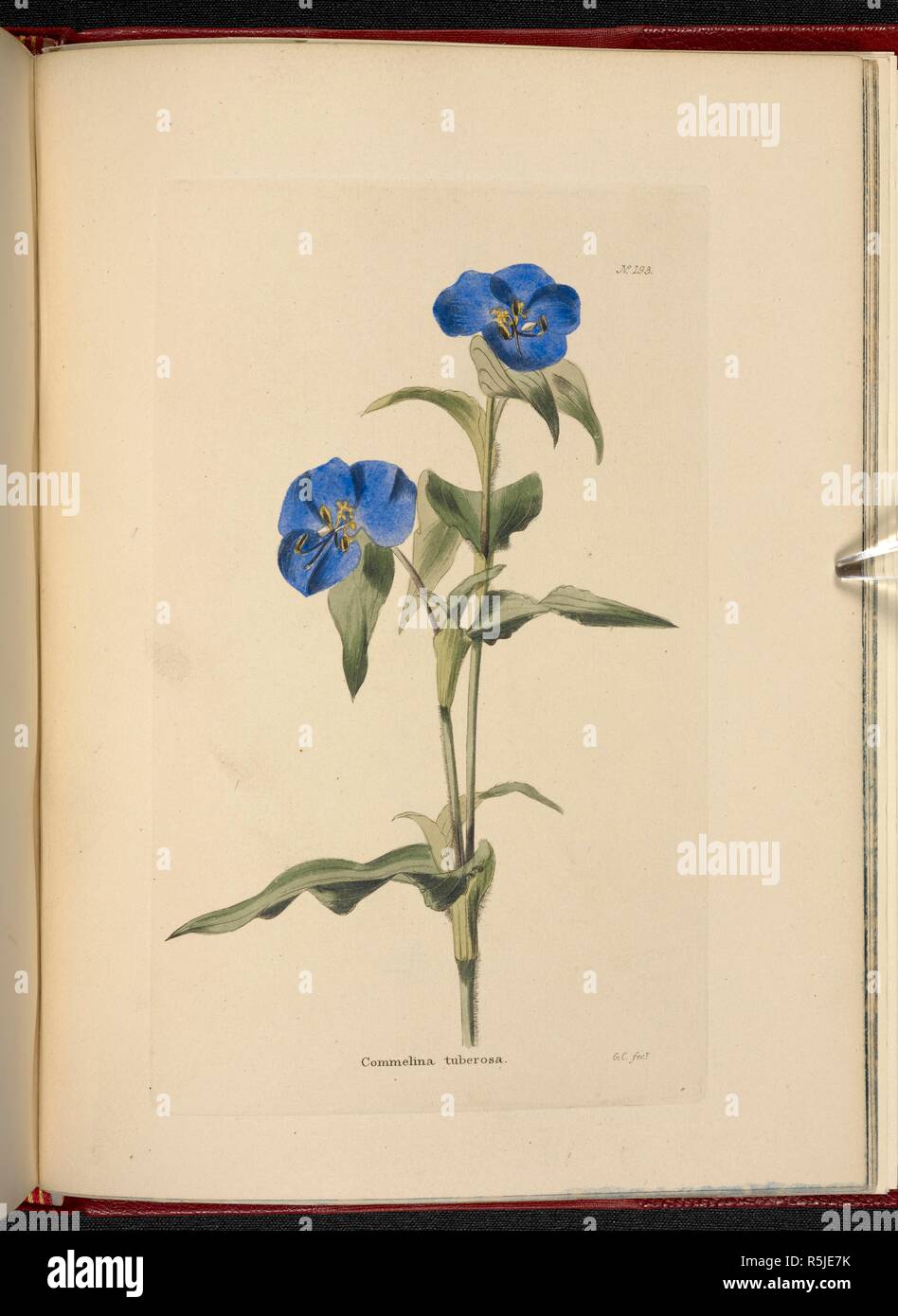 Commelina tuberosa. The Botanical Cabinet, consisting of coloured delineations of plants, from all countries, with a short account of each, etc. By C. Loddiges and Sons ... The plates by G. Cooke. vol. 1-20. London, 1817-33. Source: 443.b.6, vol.2, no.193. Author: Cooke, George. Stock Photo