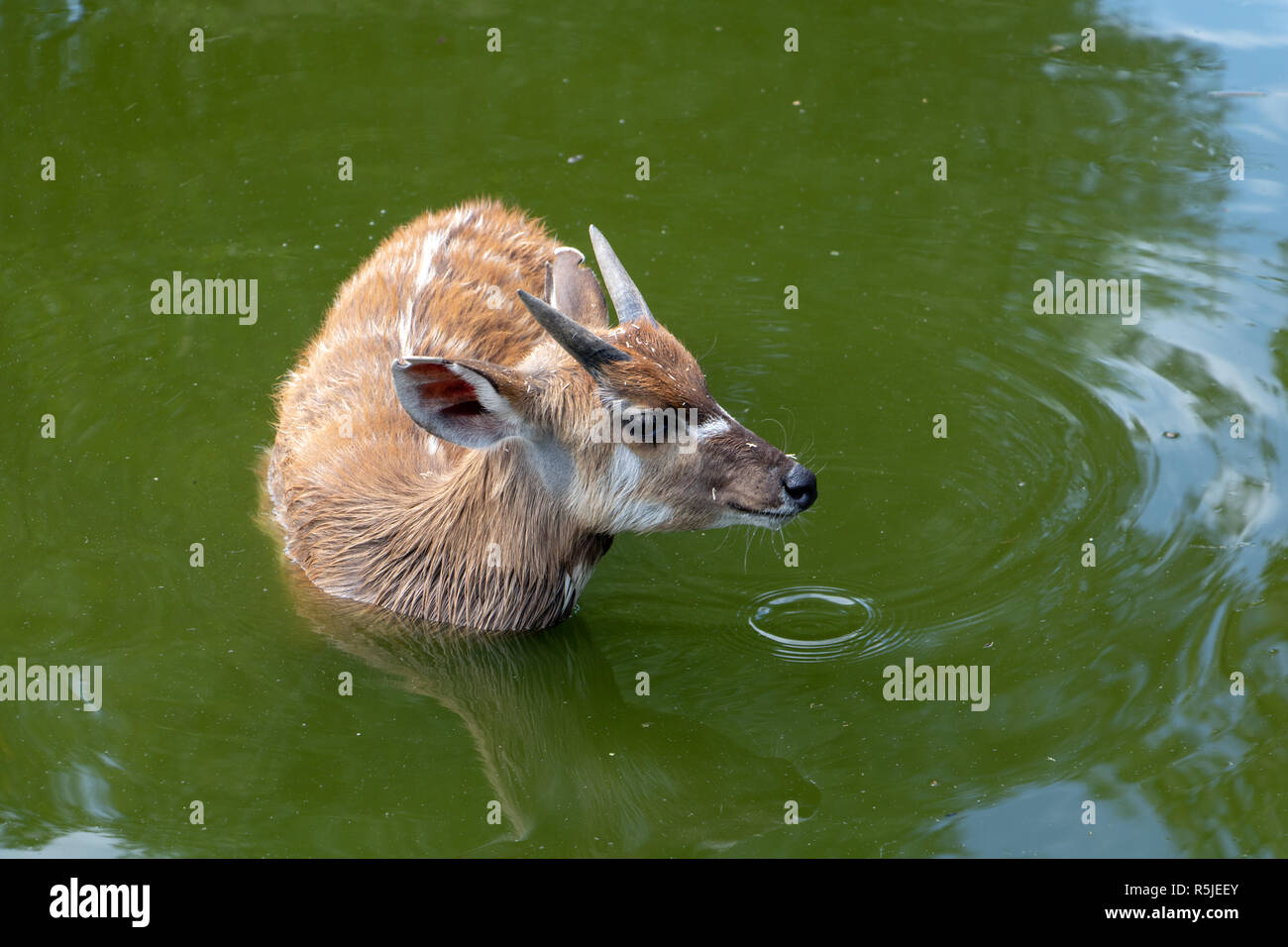 Antelope West African Sitatunga - Tragelaphus spekii gratus standing in the water. Stock Photo