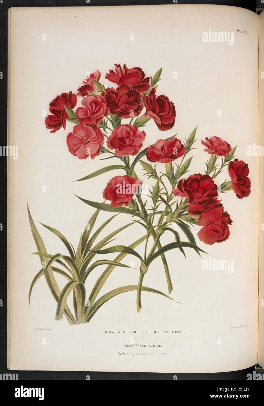 Dianthus Hybridus Multiflorus. Mule Pink. The Illustrated Bouquet, consisting of figures, with descriptions of new flowers. London, 1857-64. Source: 1823.c.13 plate 51. Author: Henderson, Edward George. Withers, Mrs. Stock Photo