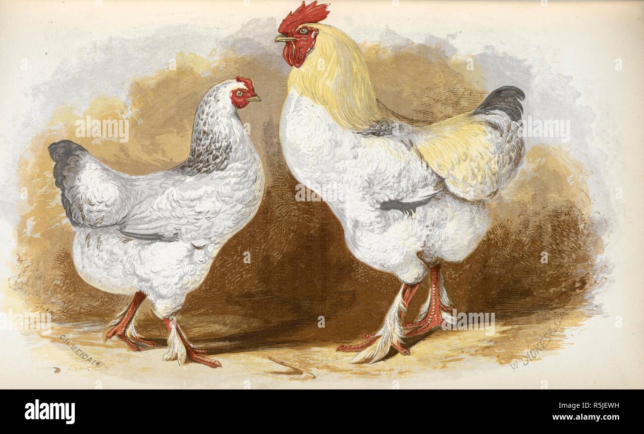 Brama-Pootras. The Illustrated Book of Domestic Poultry. Edited by M. D. (No. 1. edited by J. Barnett.) The figures drawn by C. H. Weigall. Engraved and printed in oil colours by W. Dickes & Co. London, 1854. Source: 7294.f.12. facing p. 118. Stock Photo