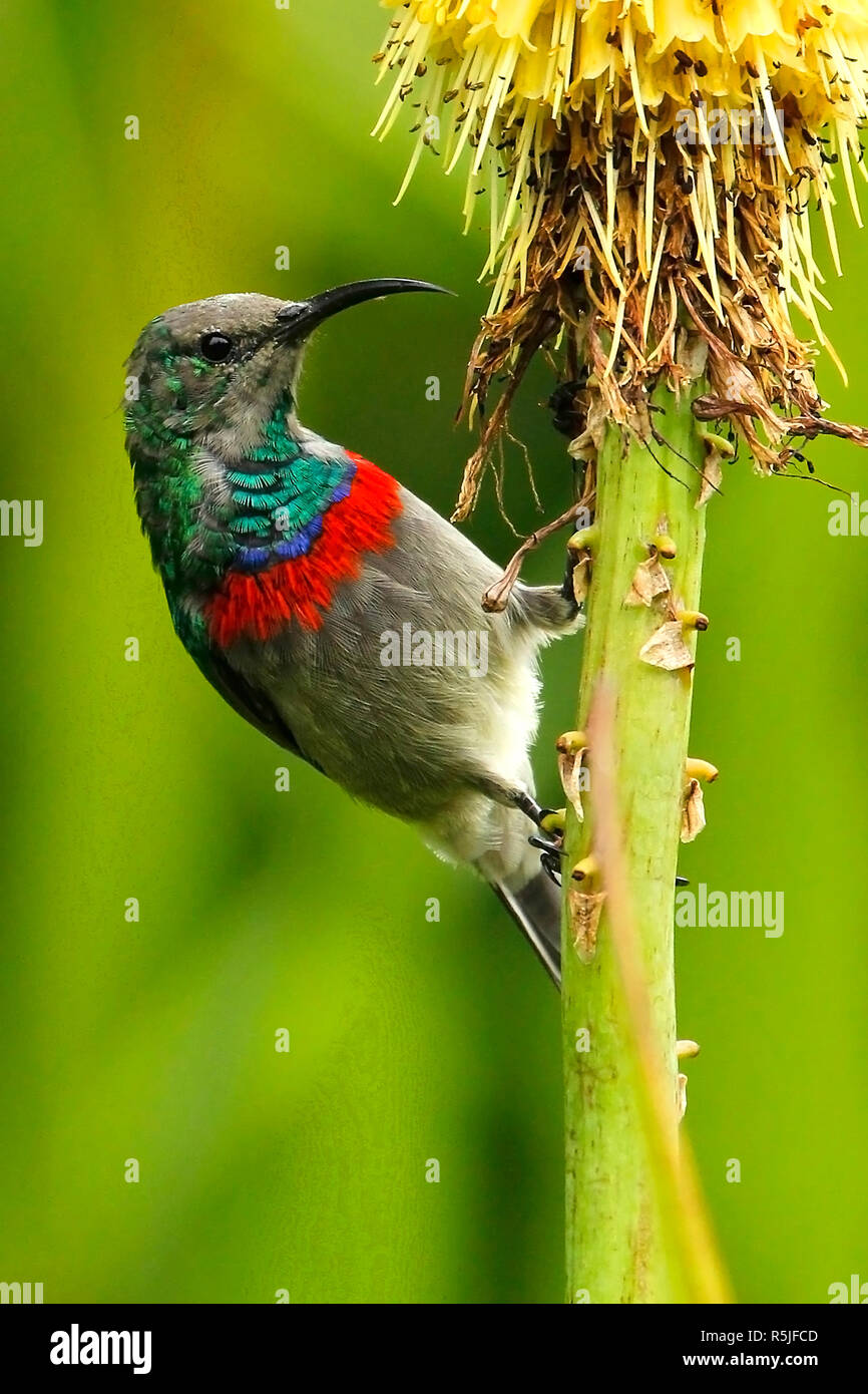 A newly fledged Southern double-collared sunbird feeding on a flower in Kirstenbosch National Botanical Garden in Cape Town. Stock Photo