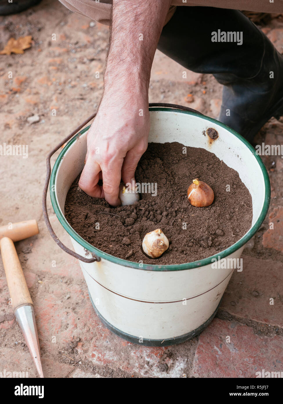 Gardener planting tulip bulbs in an old metal bucket Stock Photo