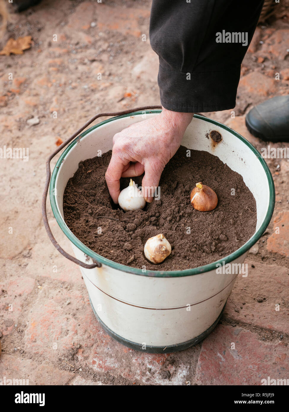 Gardener planting tulip bulbs in an old metal bucket Stock Photo