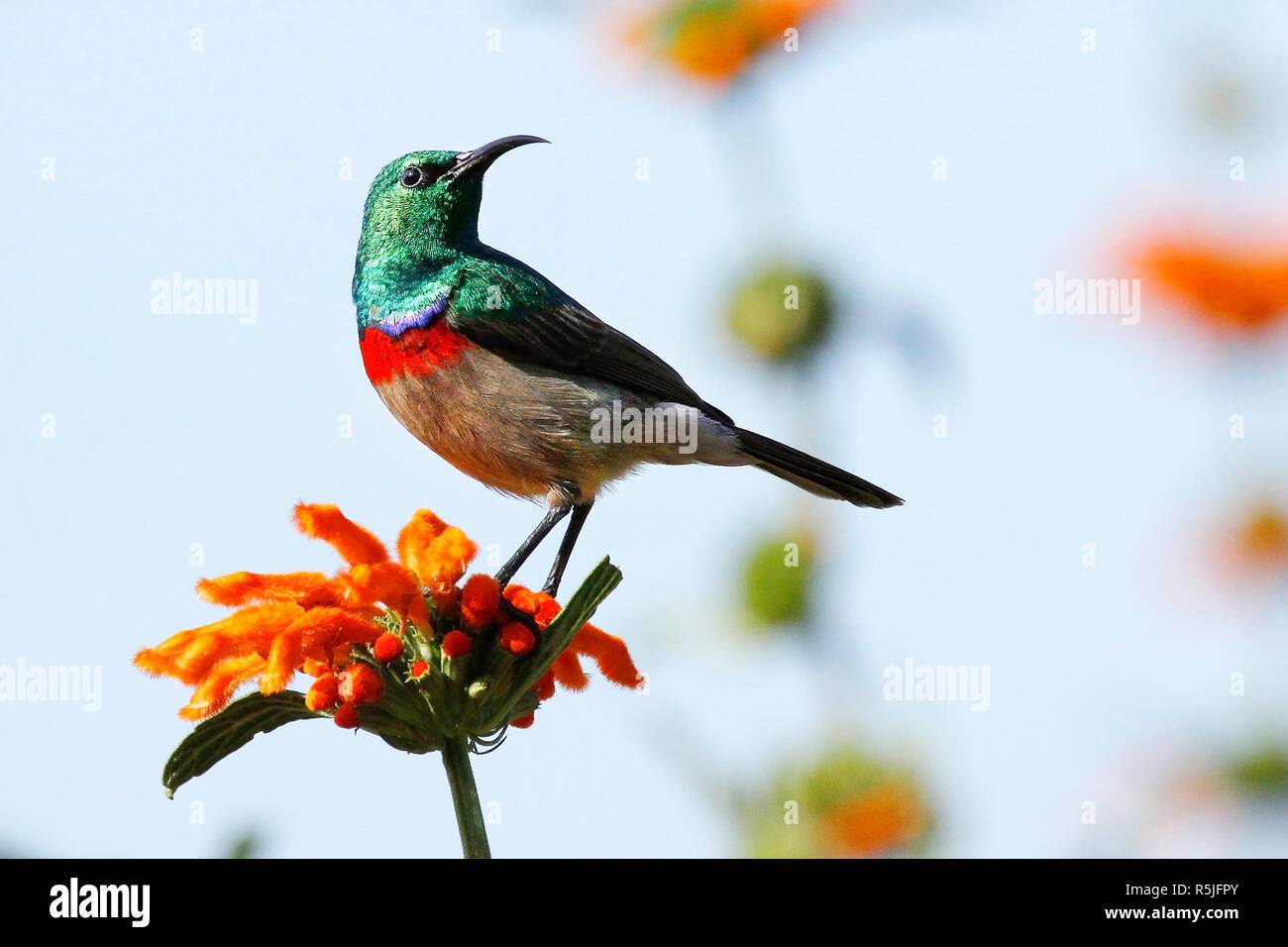 A male Southern double-collared sunbird posing nicely on a flower in Kirstenbosch National Botanical Garden in Cape Town. Stock Photo