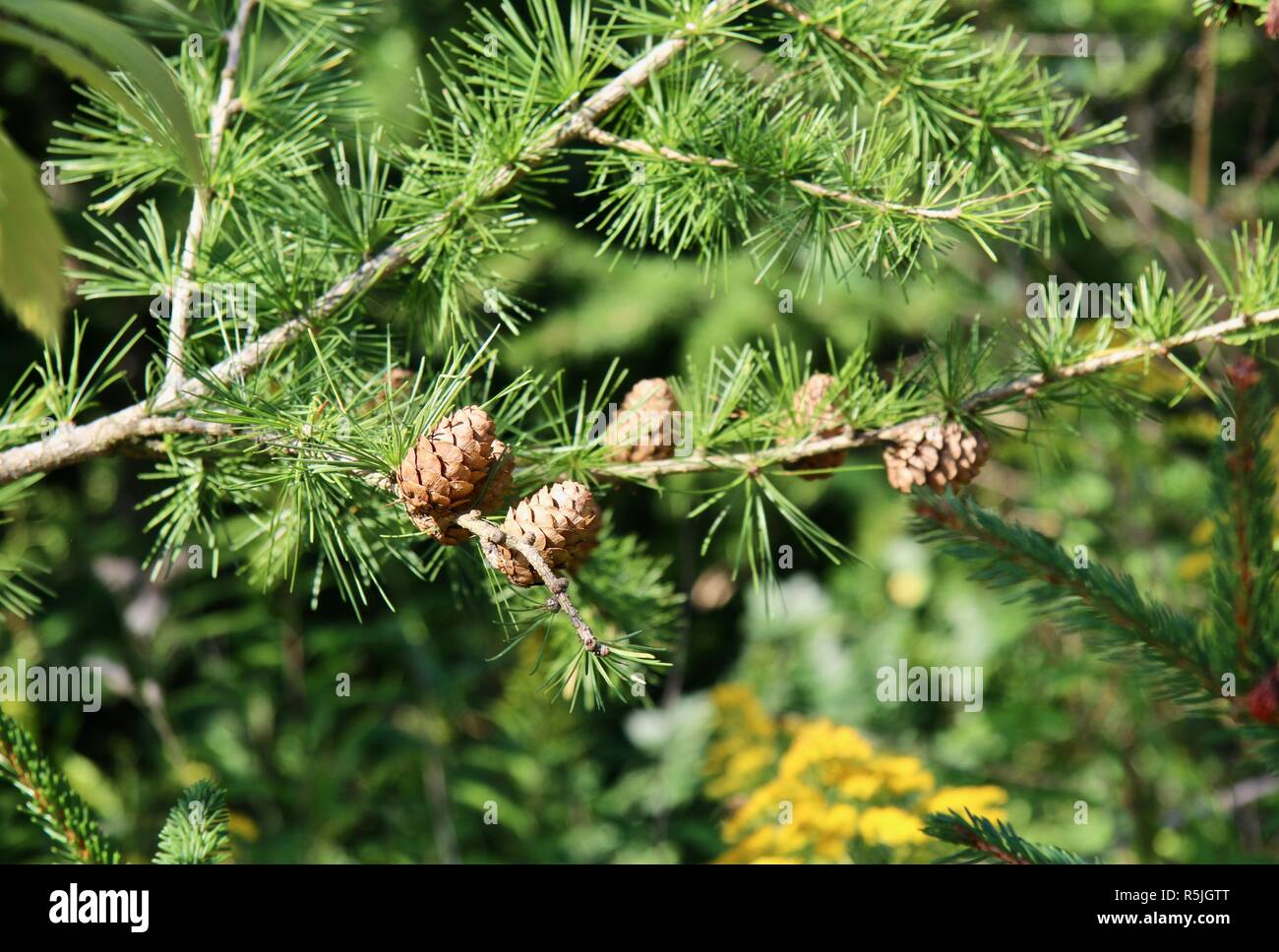 Small pinecones on a branch in the sunshine Stock Photo