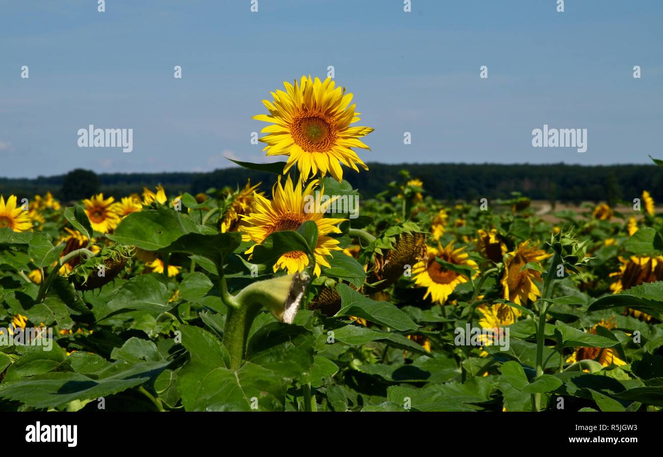 Tallest sunflower hi-res stock photography and images - Alamy