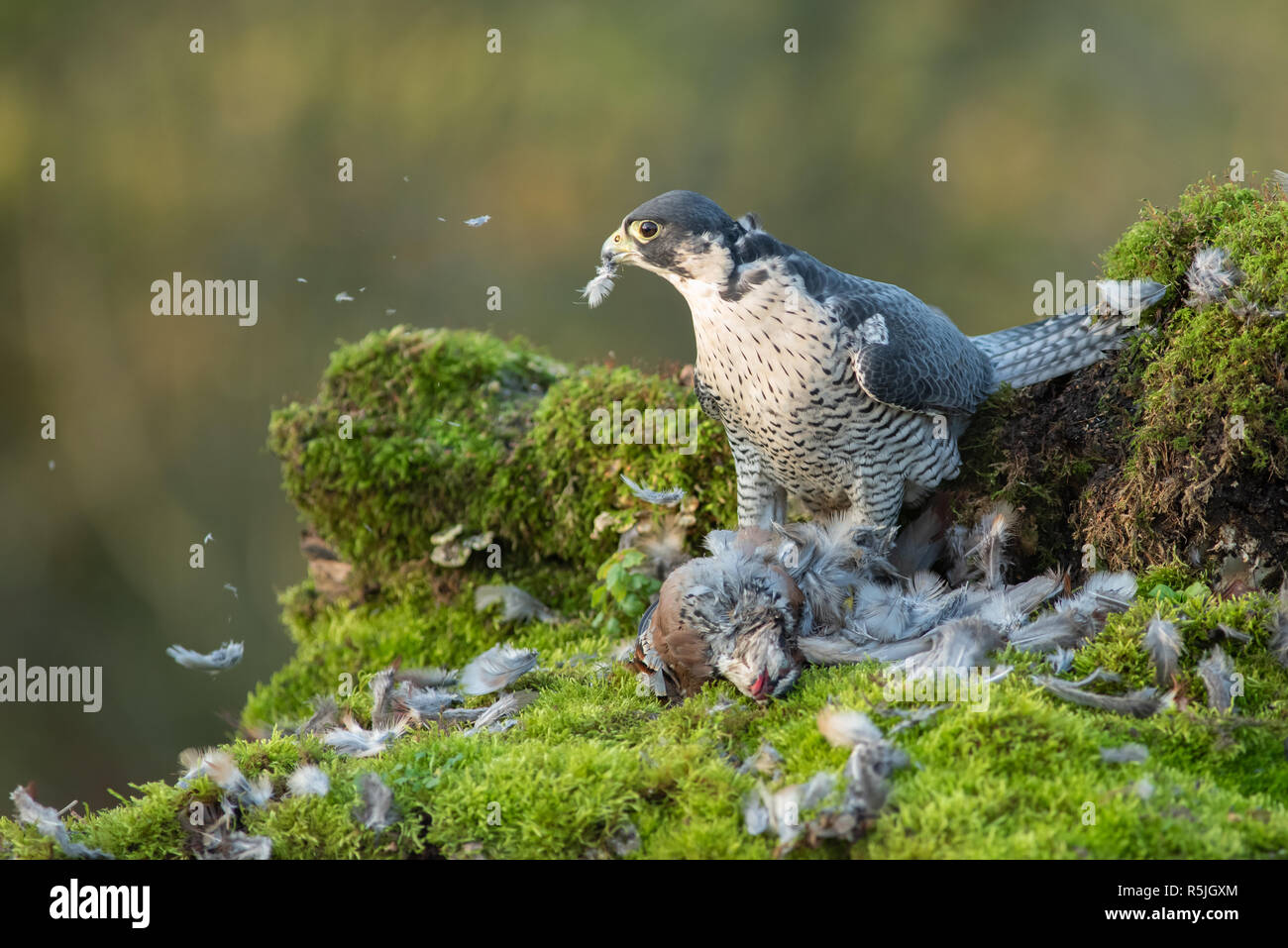 A peregrine falcon with its prey. The image shows the bird looking to the right over a dead partridge it has been plucking and eating Stock Photo