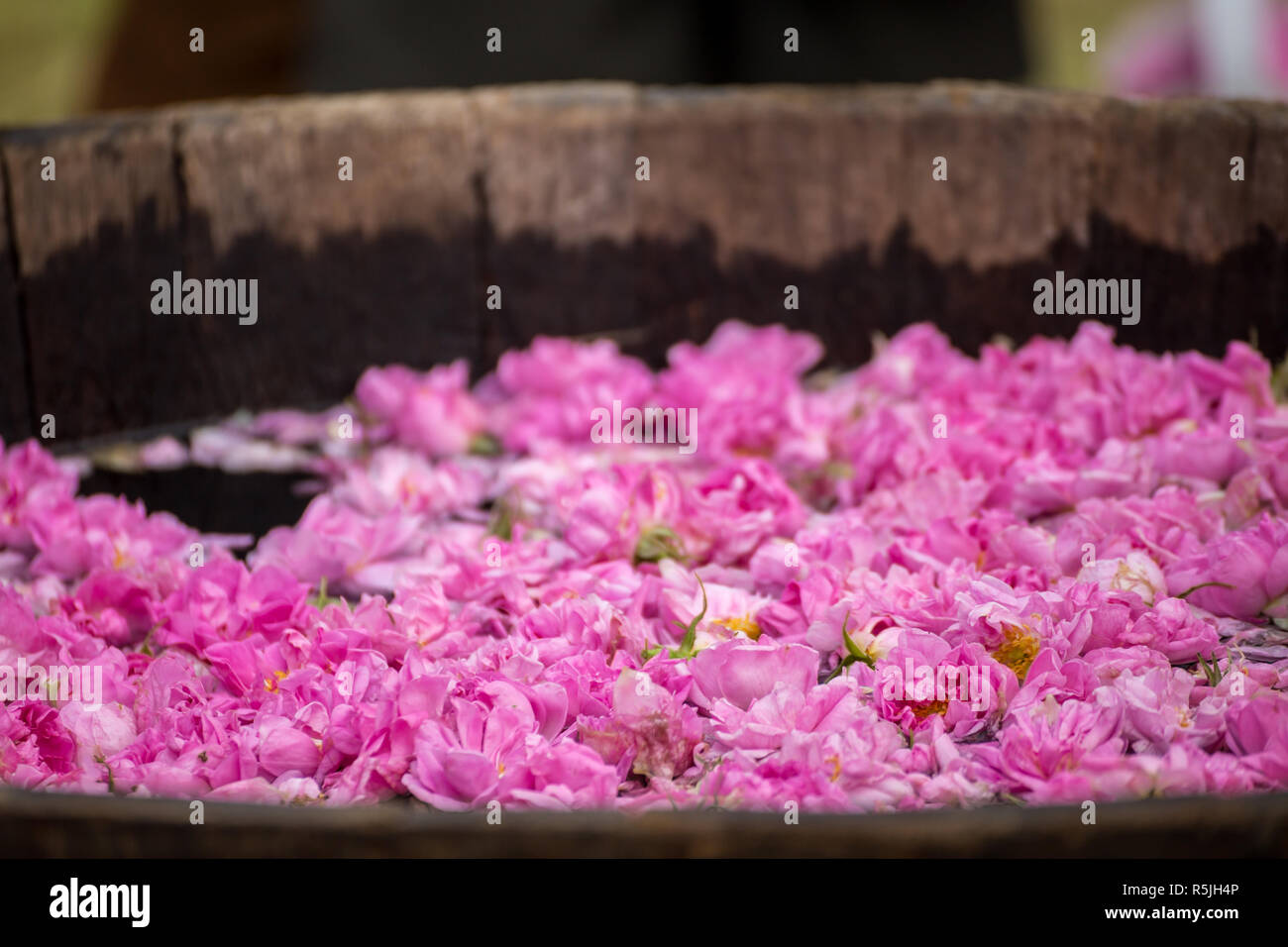 Traditional way of boiling and fermenting rose water Stock Photo Alamy