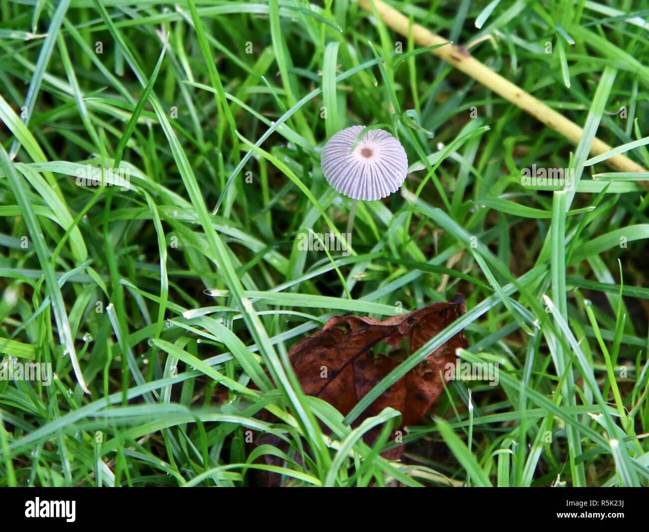 A tiny fragile white mushroom in green grass Stock Photo