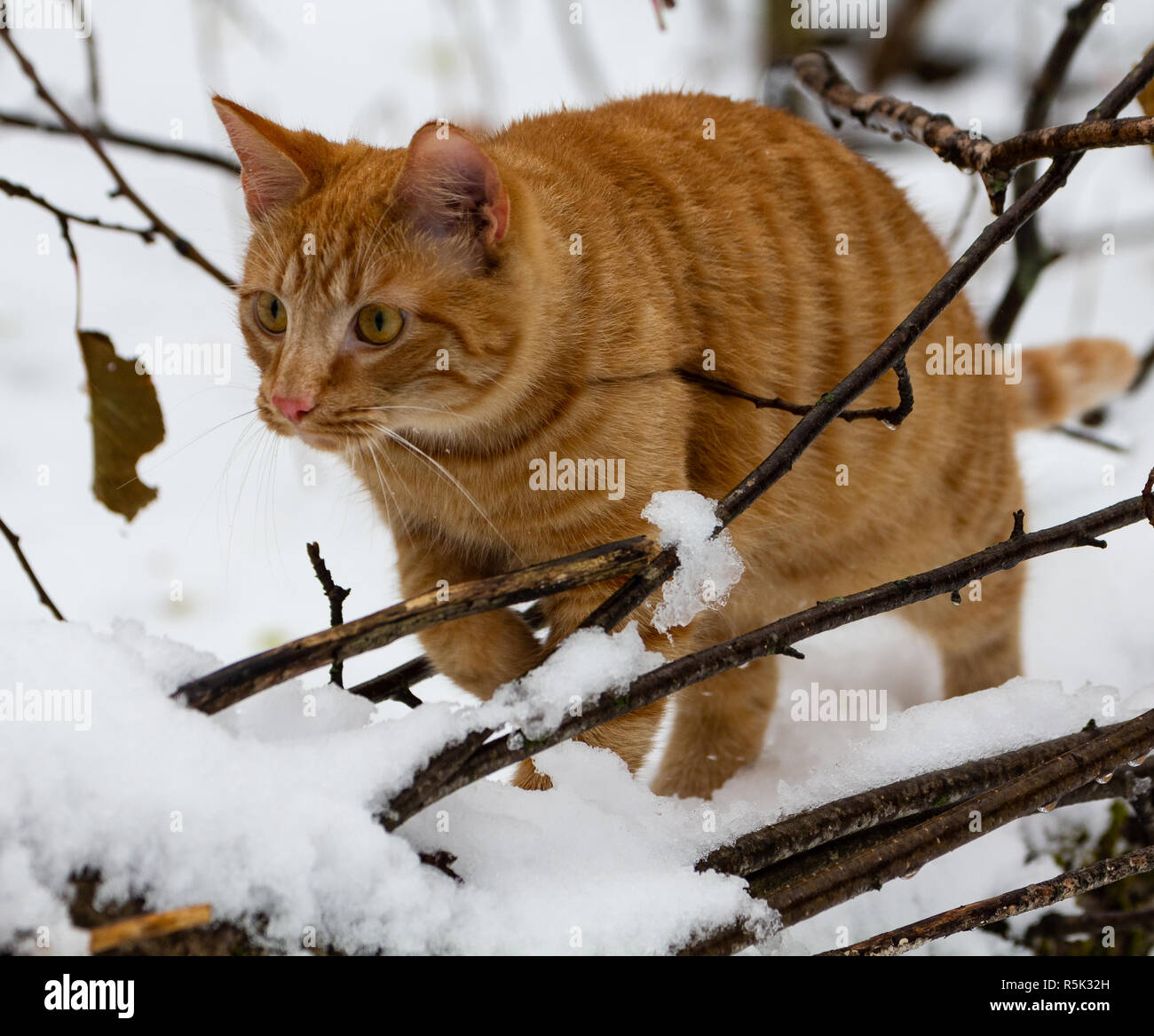 Orange tabby kitten enjoying his first snowfall adventure. Stock Photo