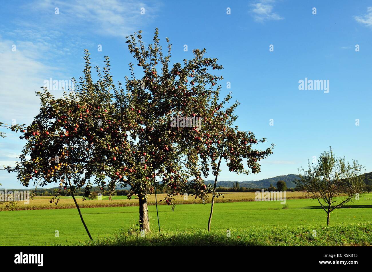 orchard Stock Photo