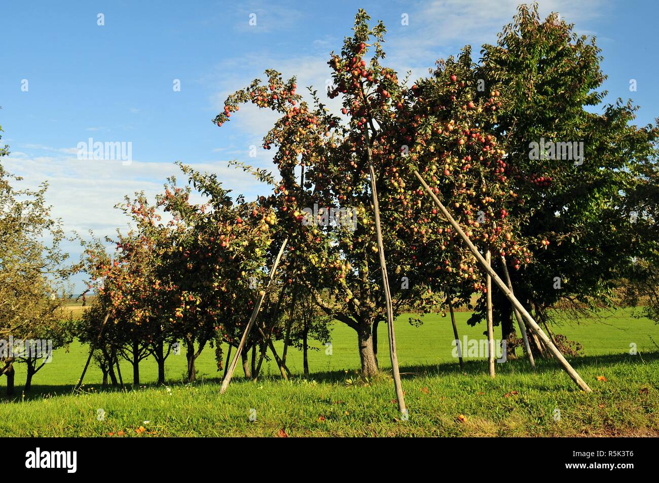 old orchard trees with wooden props Stock Photo