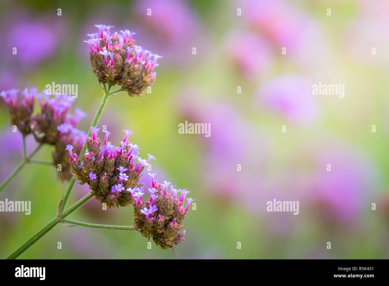 The background image of the colorful flowers Stock Photo - Alamy