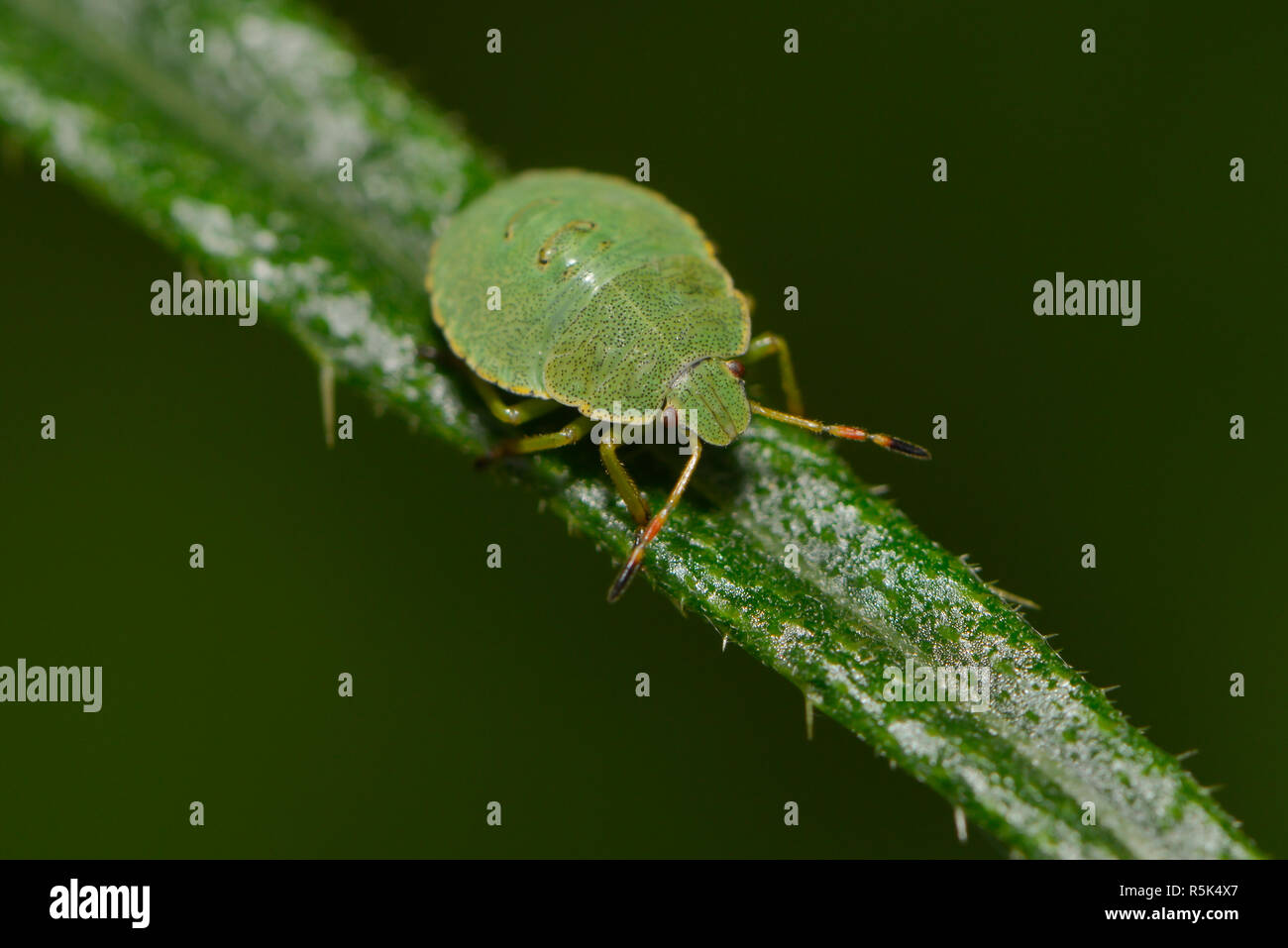 larva of green stink bug Stock Photo