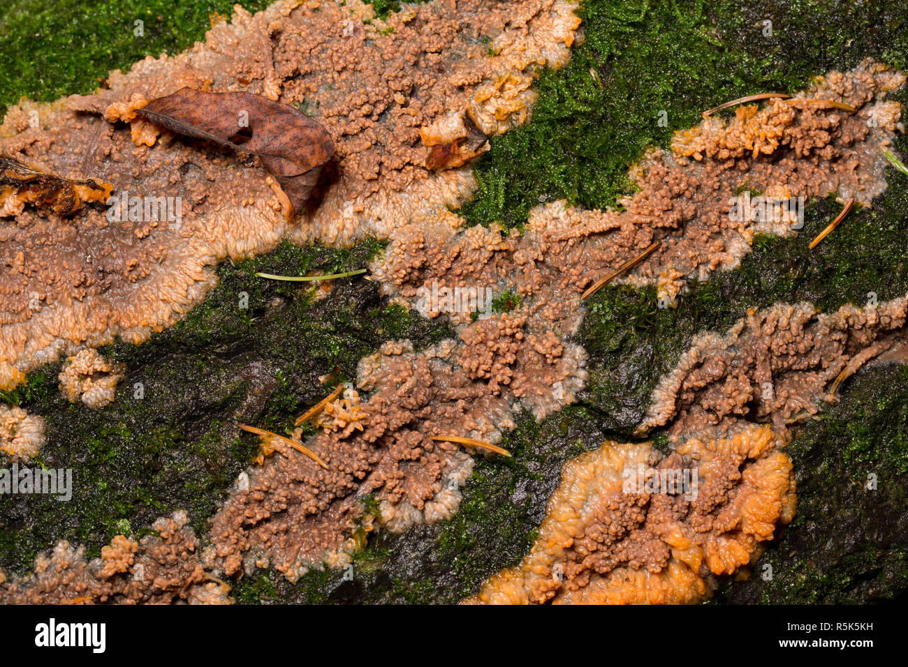 Wrinkled crust fungus, Phlebia radiata, growing on a fallen branch in woodlands in North Dorset England UK GB Stock Photo