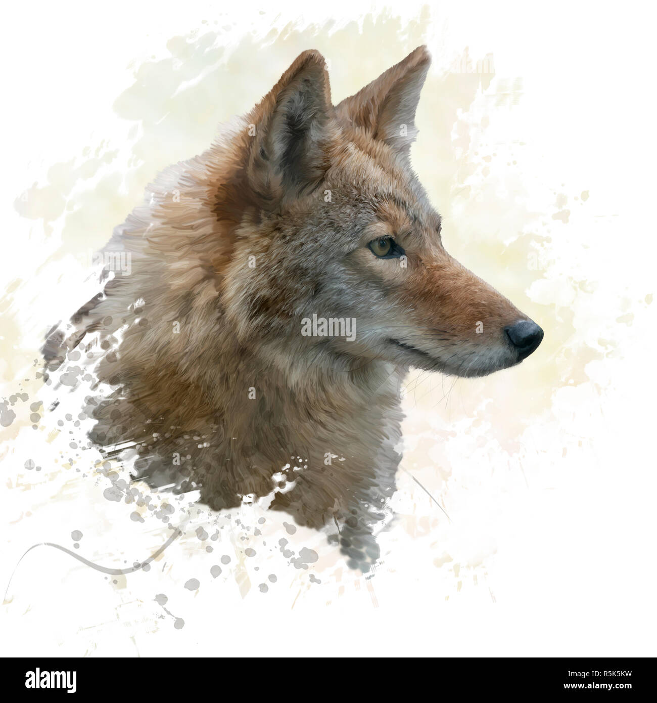 Coyote watercolor Stock Photo - Alamy