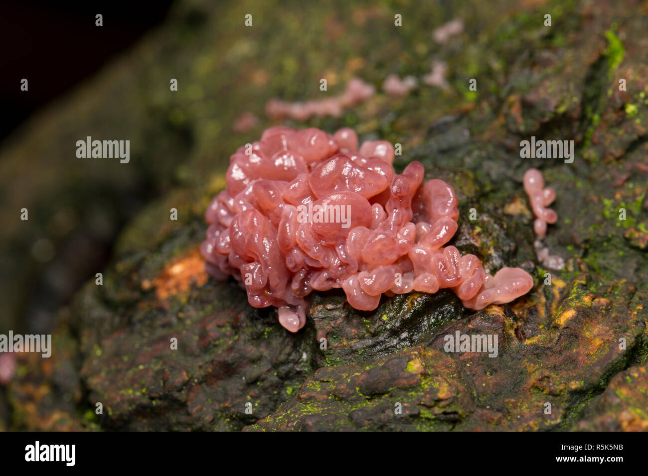 Purple jellydisc fungus, Ascocoryne sarcoides, growing on a fallen tree in woodlands in North Dorset England UK GB Stock Photo