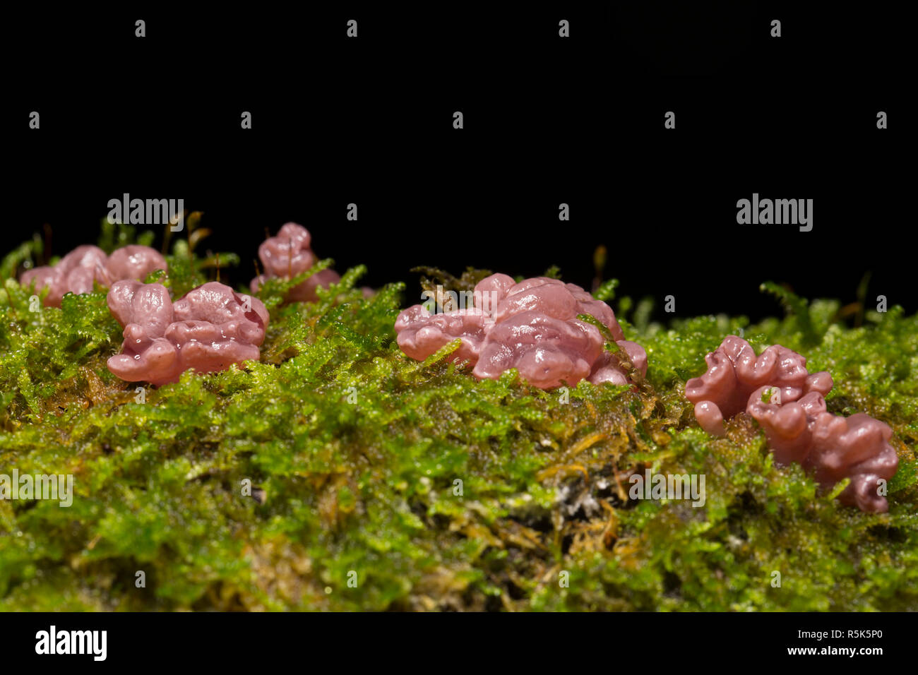 Purple jellydisc fungus, Ascocoryne sarcoides, growing amongst moss on a fallen tree in woodlands in North Dorset England UK GB Stock Photo