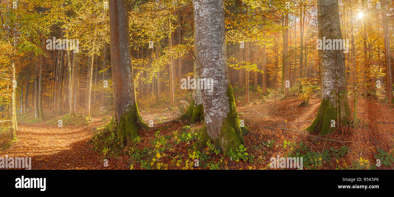 Golden autumn leaves frame serene hi-res stock photography and images ...