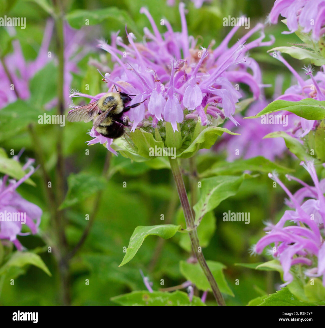 Bumble Bee on Bergamot Stock Photo