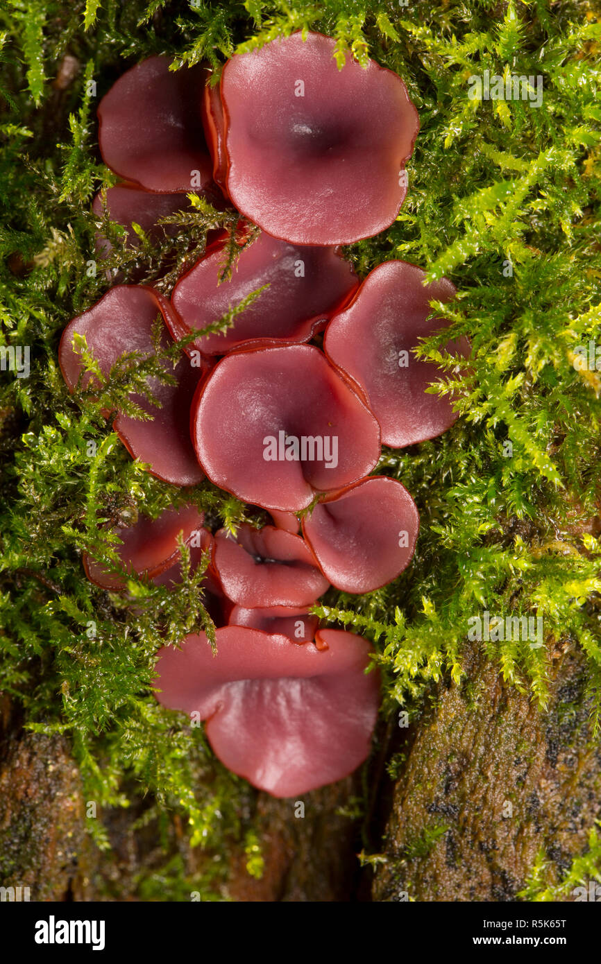 Purple jellydisc fungus, Ascocoryne sarcoides, growing amongst moss on a fallen tree in woodlands in North Dorset England UK GB Stock Photo
