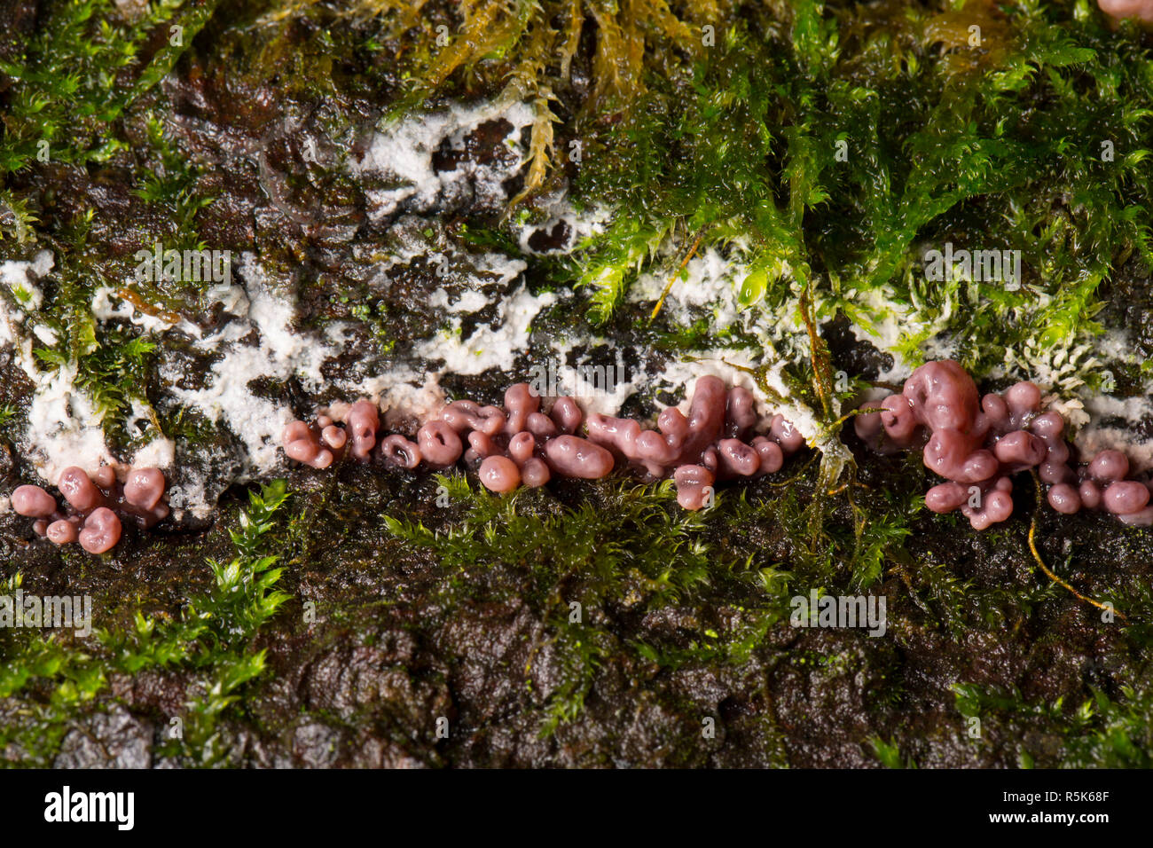 Purple jellydisc fungus, Ascocoryne sarcoides, growing amongst moss on a fallen tree in woodlands in North Dorset England UK GB Stock Photo