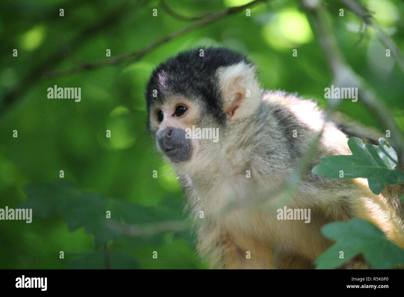Affen High Resolution Stock Photography and Images - Alamy