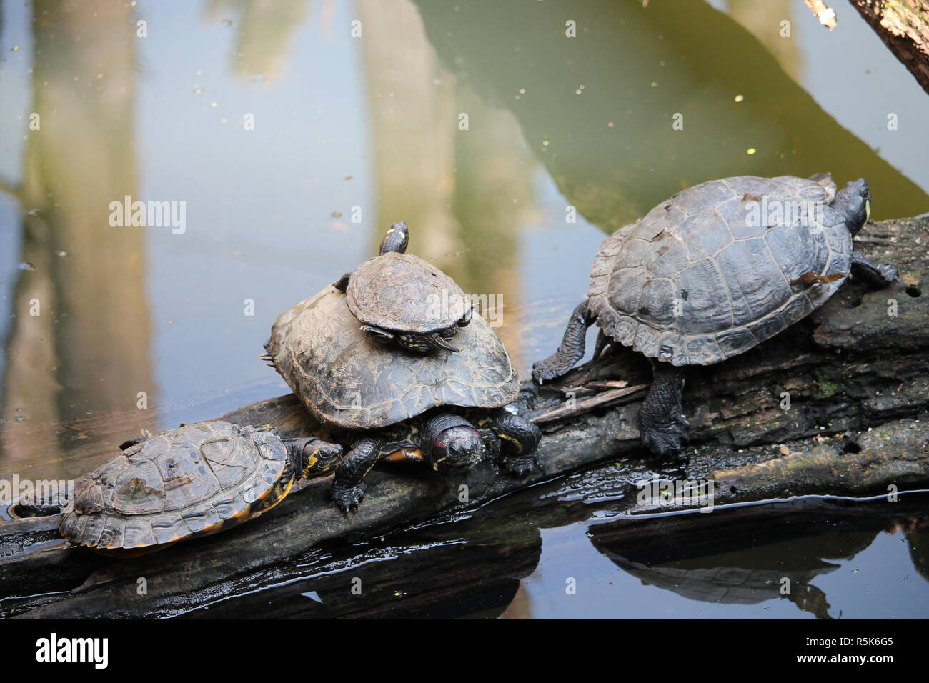 Schildkröten auf einem See, auf einem Ast, Wasser, Wasserschildkröten. Stock Photo