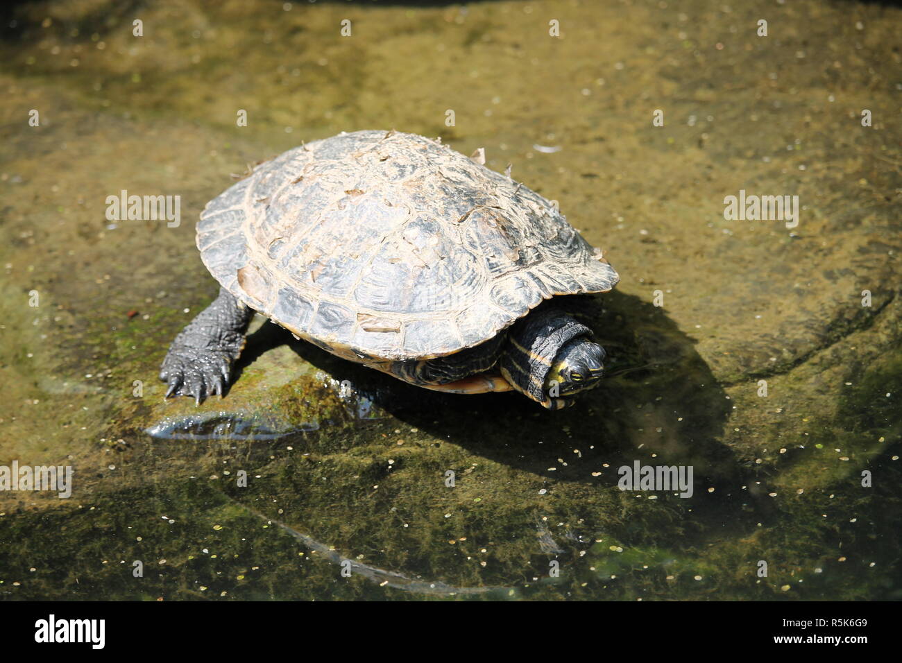 Schildkröten auf einem See, auf einem Ast, Wasser, Wasserschildkröten. Stock Photo