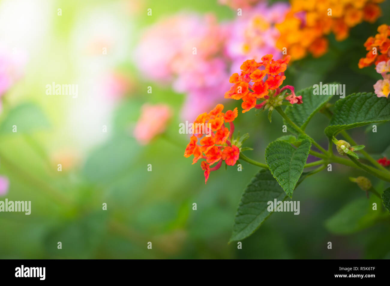 The background image of the colorful flowers Stock Photo - Alamy