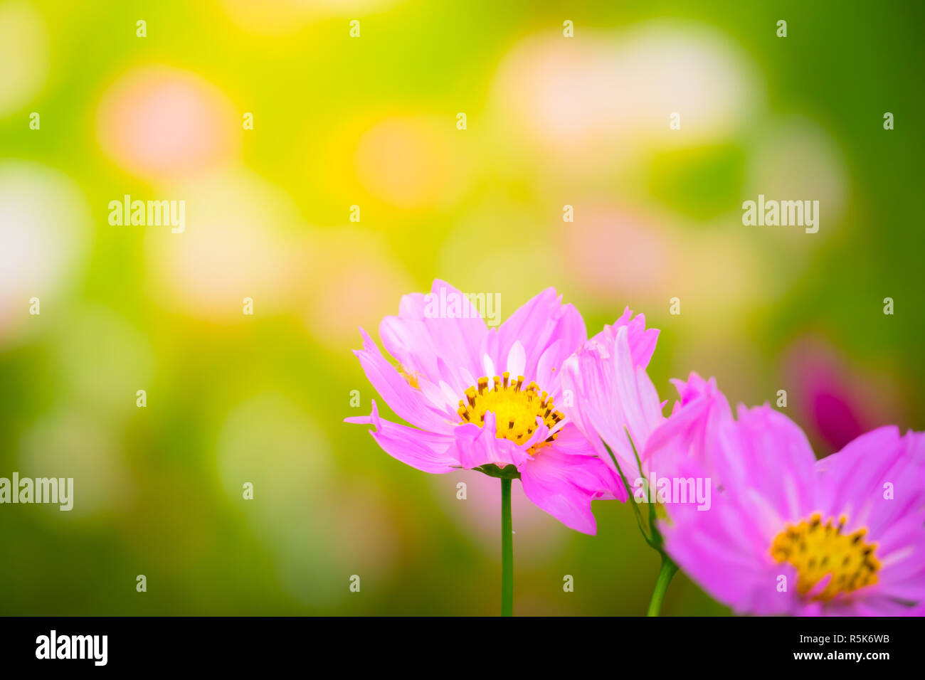 The background image of the colorful flowers Stock Photo - Alamy