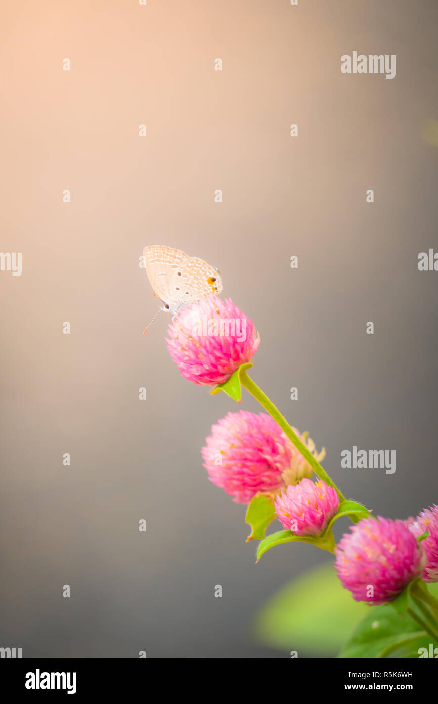 The background image of the colorful flowers Stock Photo - Alamy