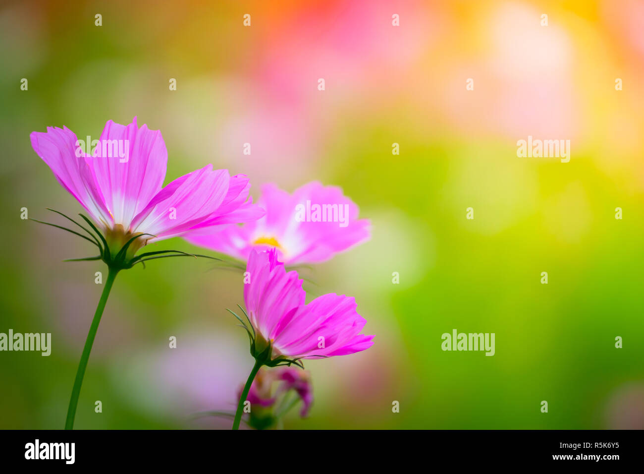 The background image of the colorful flowers Stock Photo - Alamy