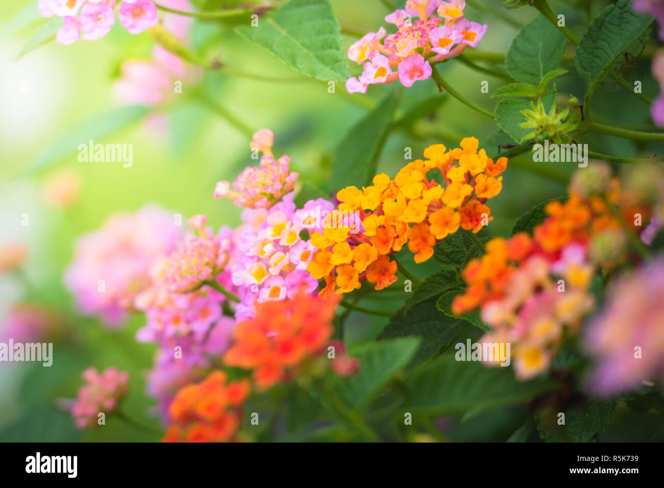 The background image of the colorful flowers Stock Photo - Alamy
