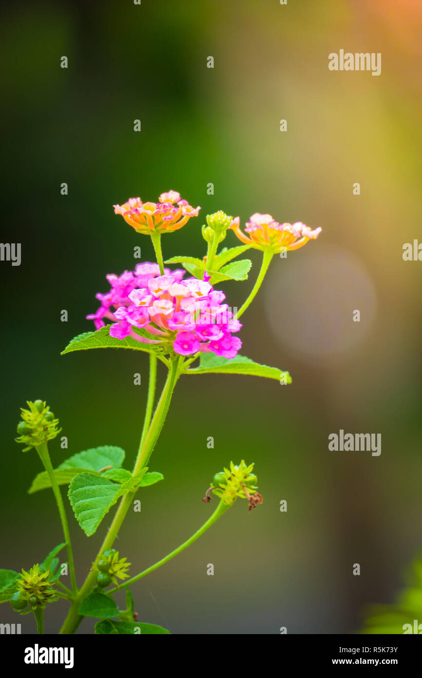 The background image of the colorful flowers Stock Photo - Alamy