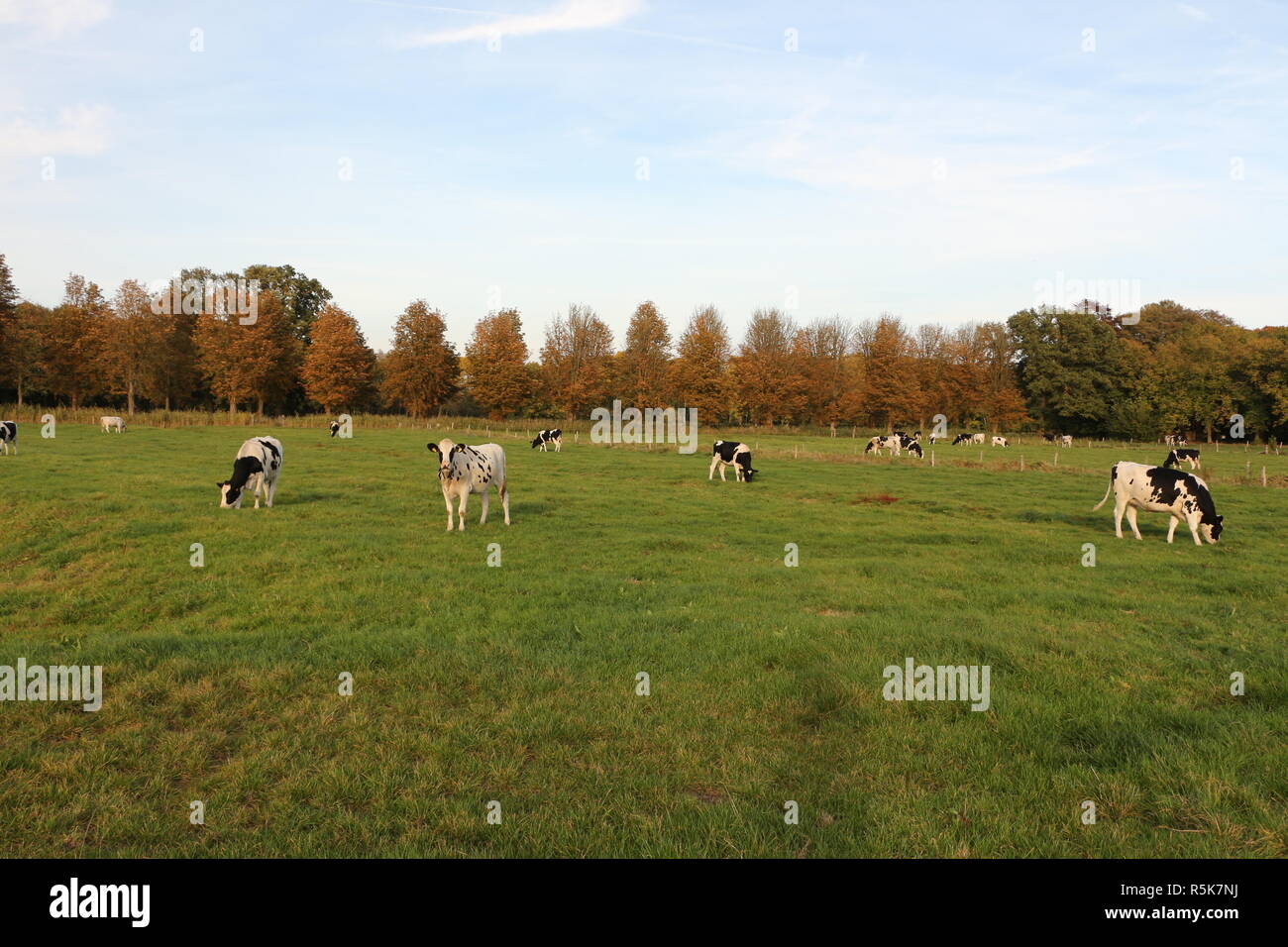 Kühe auf einer Weide in Nordbrabant in Holland Stock Photo