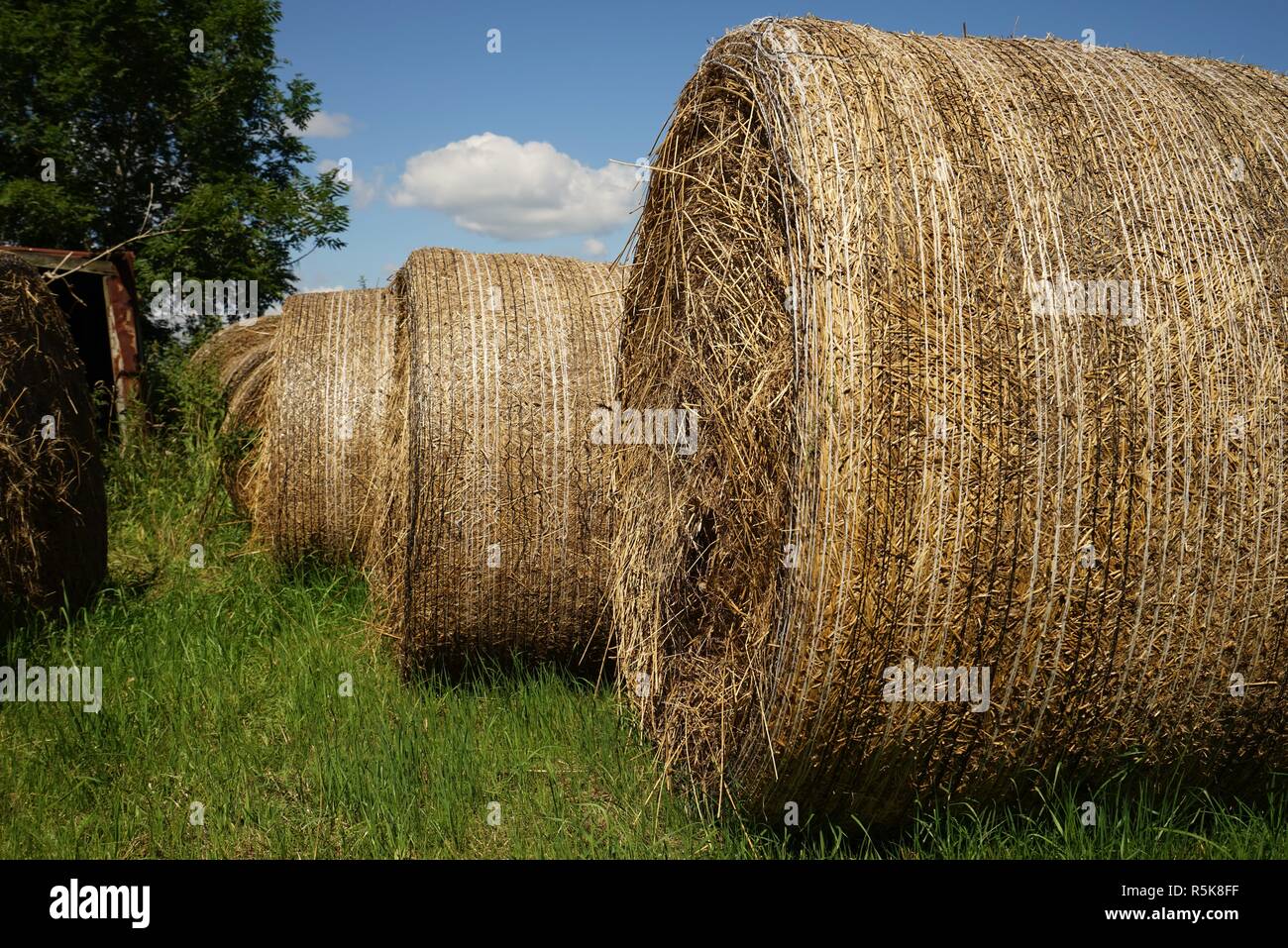 big straw bales under blue sky in summer Stock Photo - Alamy