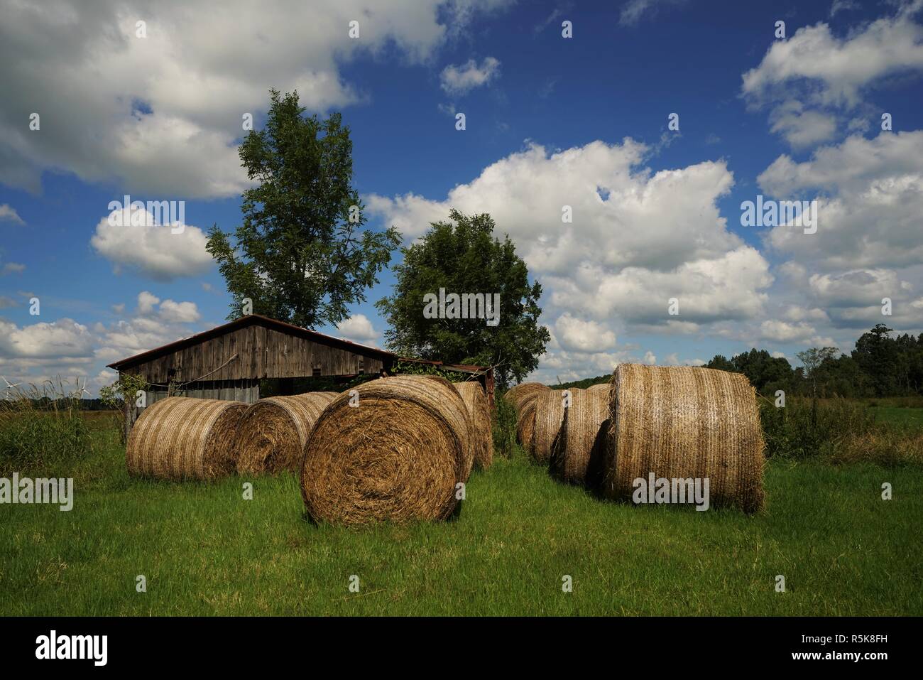 big straw bales under blue sky in summer Stock Photo - Alamy