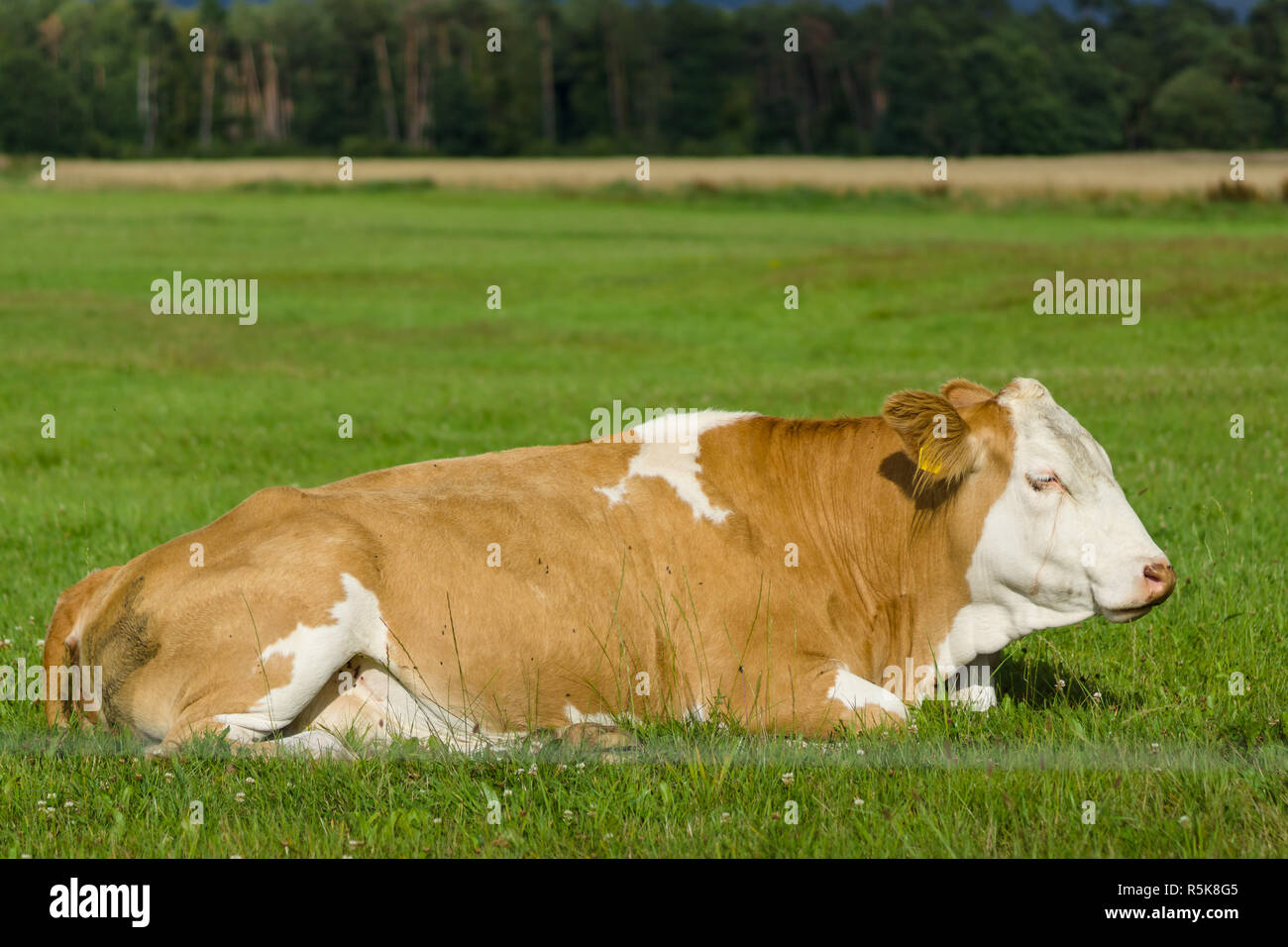 The cow lies on the pasture. Stock Photo