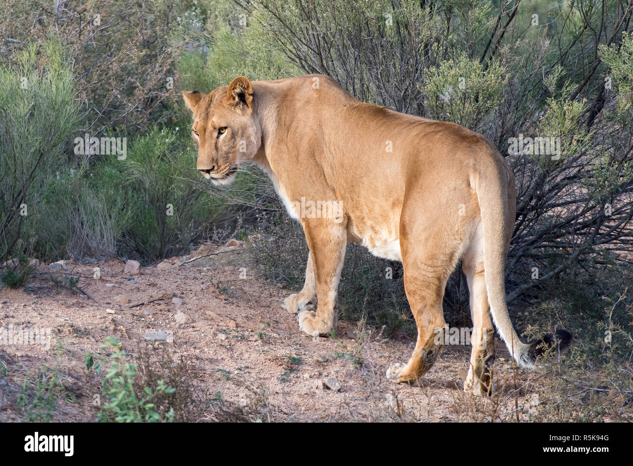 Lioness walking through the Brush, Glancing over Shoulder Stock Photo
